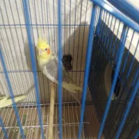 دو‌عدد‌عروس‌هلندی