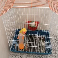 یک جفت کوتوله برزیلی