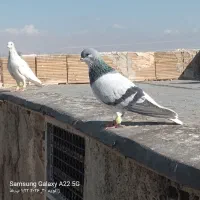 چپ کبود نر جوان کفتر به شرط|پرنده|اقبالیه, |دیوار