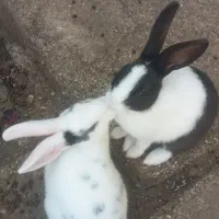 یک جفت خرگوش کاکی