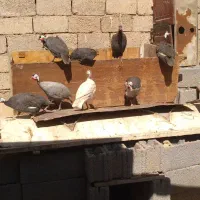 مرغ شاخدار مرغ ریشو