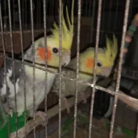 عروس هلندی
