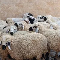 گوسفند نر دمخونگی