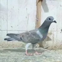 زردوسرخ پلاکی چنگ سفید ماده طاووسی خارجی کبوتر