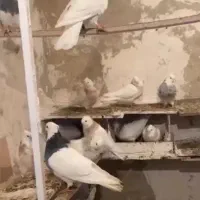 طوقی
