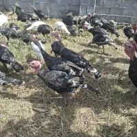 بوقلمون نر و ماده