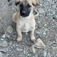 واگذار ماده عشقبازی