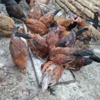 فروش مرغ و جوجه خروس|حیوانات مزرعه|فسا, |دیوار