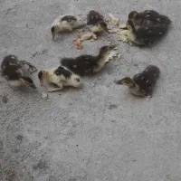 ۸ عدد بچه ارد ک اسرائیلی  بفروش میرسد