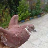کبوتر ماده مست مست|پرنده|املش, |دیوار