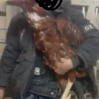 فروشی|حراج|ساوه, |دیوار