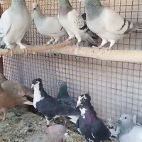 تعدادی کفتر ماده و نر|پرنده|زرند, |دیوار