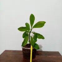 گل گل 4تا 135|گل و گیاه طبیعی|یاسوج, |دیوار