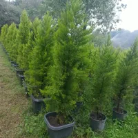 لاوسون سطل ۱۲ تعداد حدود ۲۰۰ عدد  قیمت ۴۰۰ تا ۴۵۰