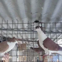 کفتر