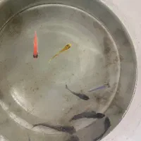 آکواریوم و لوازم و ماهی