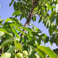 خانه باغ ۳۰۰۰متری ثبتی باامتیازات برق و گاز و فنس|فروش خانه و ویلا|بوکان, |دیوار