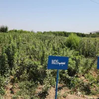 نهال‌های دیمی برای مناطق کم آب