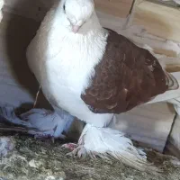 کبوتر پا توکن و دو شان