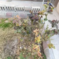 یک قطعه زمین مسکونی درخسروشاه خیابان شیخ سلار|فروش زمین و ملک کلنگی|اسکو, |دیوار