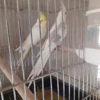 یک جفت عروس هلندی نر و ماده|پرنده|صحنه, |دیوار