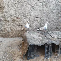 کبوتر|پرنده|کوه چنار, |دیوار