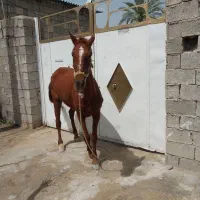 اسب دره شور