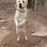 سگ الابای|سگ|تهران, منیریه|دیوار