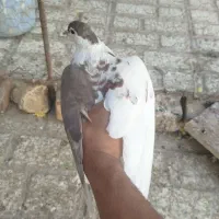 گمشده