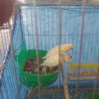 جوجه قناری