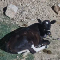 گوساله ماده