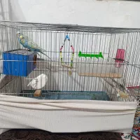 یک جفت مرغ عشق زیباو سالم