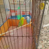 یک جفت مرغ عشق|پرنده|شیراز, تندگویان|دیوار