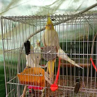 دو عدد جوجه عروس هلندی با همرا پدر مادر