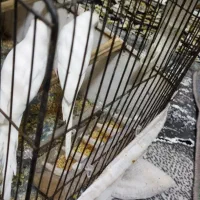 مرغ عشق هلندی سفید|پرنده|باوی, |دیوار