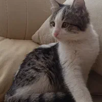 بچه گربه ماده سه ماهه