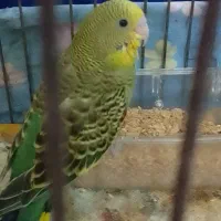 جوجه مرغ عشق|پرنده|زابل, |دیوار