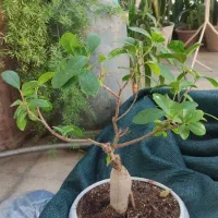 گل بنسای|گل و گیاه طبیعی|شیراز, شیشهگری|دیوار