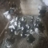 کبوتر پرشی شازده