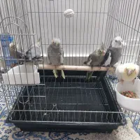 6عدد عروس هلندی فروشی  سالم جوجه ی دست خودم