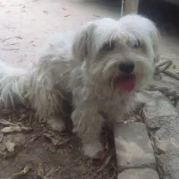 سگ نر