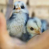 ساخت دستگاه جوجه کشی. مشاوره تخصصی