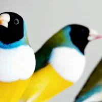فنچ گلدین