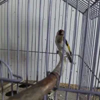 فروش ماده 7ماه قفس