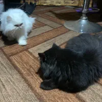 گربه پرشین اصیل