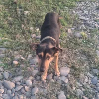 دوبرمن ایرانی|سگ|رشت, شهرک شهید مفتح|دیوار