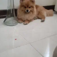 سگ پامر|سگ|اصفهان, خرم|دیوار