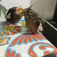 عروس هلندی جفت