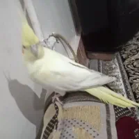 عروس هلندی نر جوان و سالم|پرنده|تربت جام, میان جام|دیوار