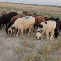 میش بره .کربال.